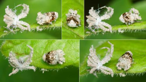 Ricania speculum